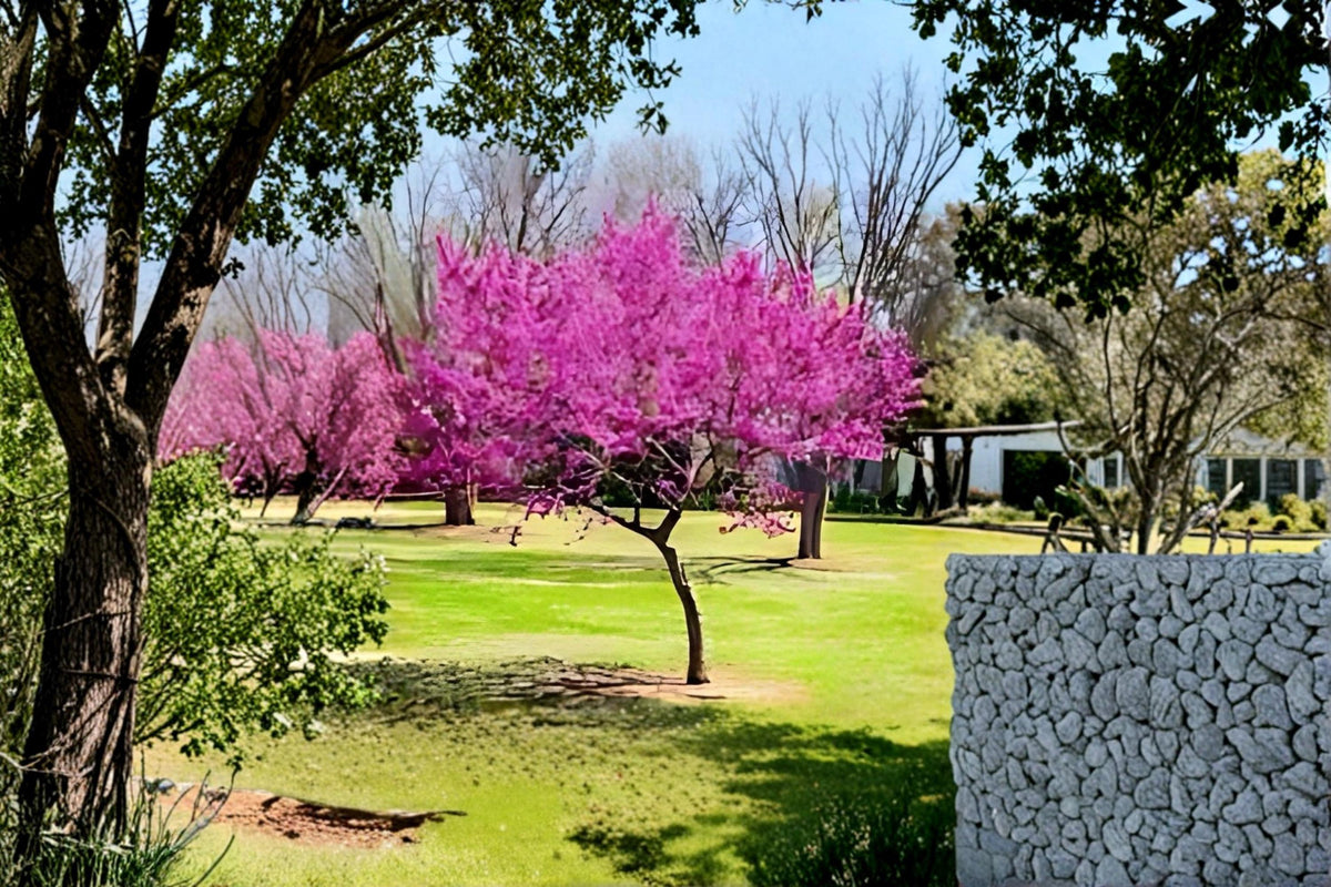 Eastern Redbud Live Trees 2 ft Tall - Pink Spring Flowering Tree (Cercis canadensis) - Deciduous Ornamental Plant