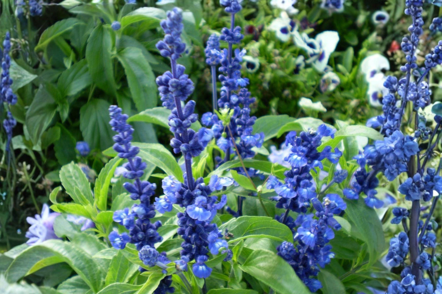 Blue Sage Seeds 100 Salvia farinacea Pollinator Plant for Bees Butterflies Hummingbirds