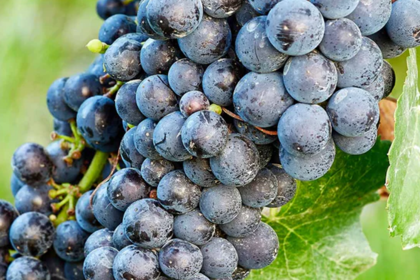 Sudarushka Grape Cuttings β 2 Hardwood Vines, Early Ripening, Juicy Berries, Cold Hardy Vitis vinifera, Imported from Ukraine