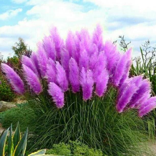 Purple Pampas Grass Plugs β Rare Cortaderia selloana with Purple Plumes β Drought-Tolerant Ornamental Grass for Gardens