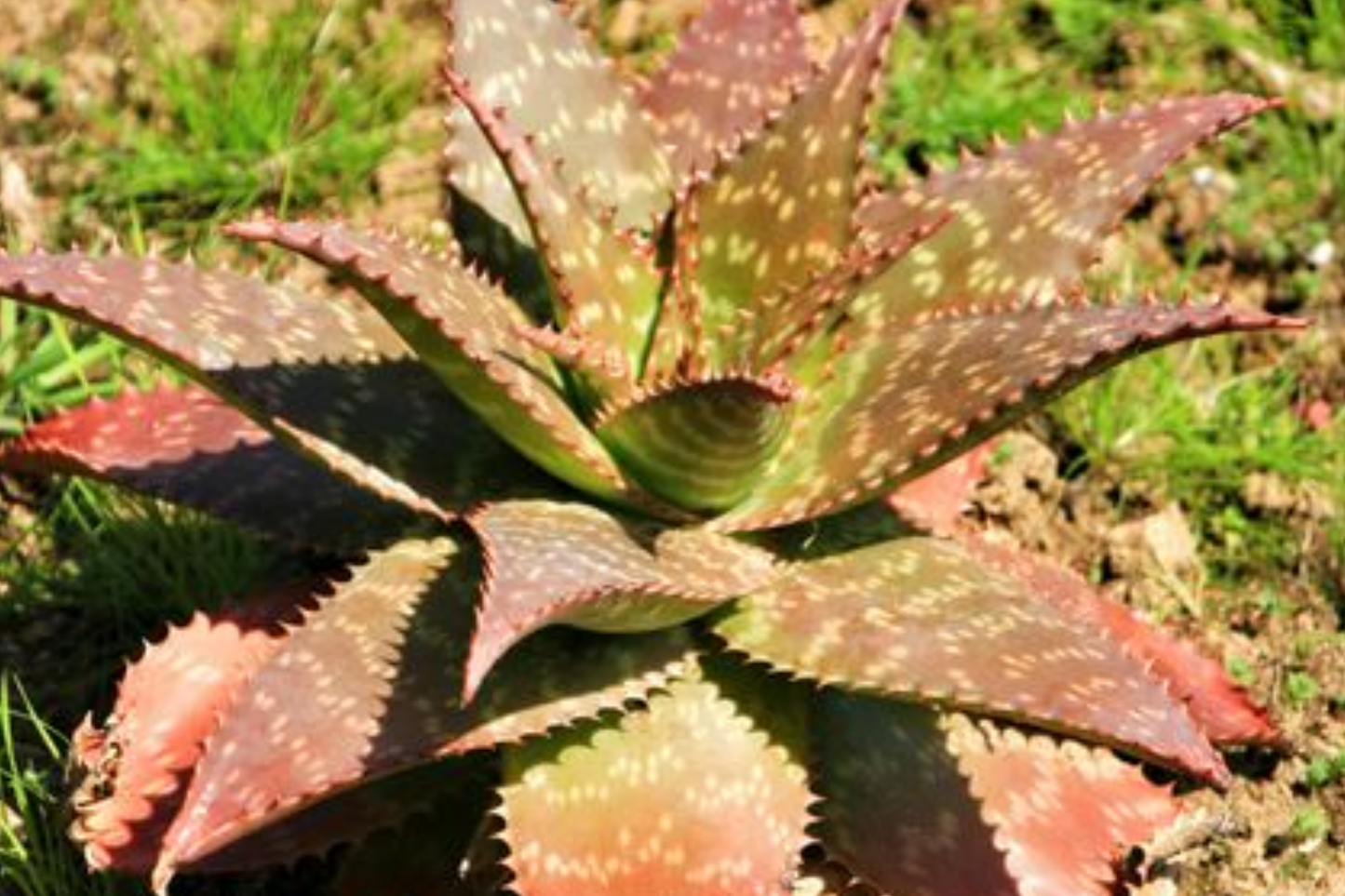 Live Aloe Maculata "Soap Aloe" Succulent Plant β 6"+ Drought-Resistant with Coral Red Flowers, Medicinal and Hardy