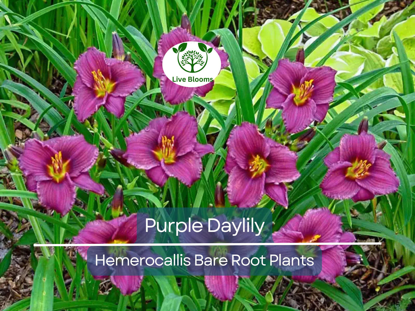 2 Purple Daylily Bare Root Fans – Perennial Hemerocallis Plants with Vibrant Summer Blooms