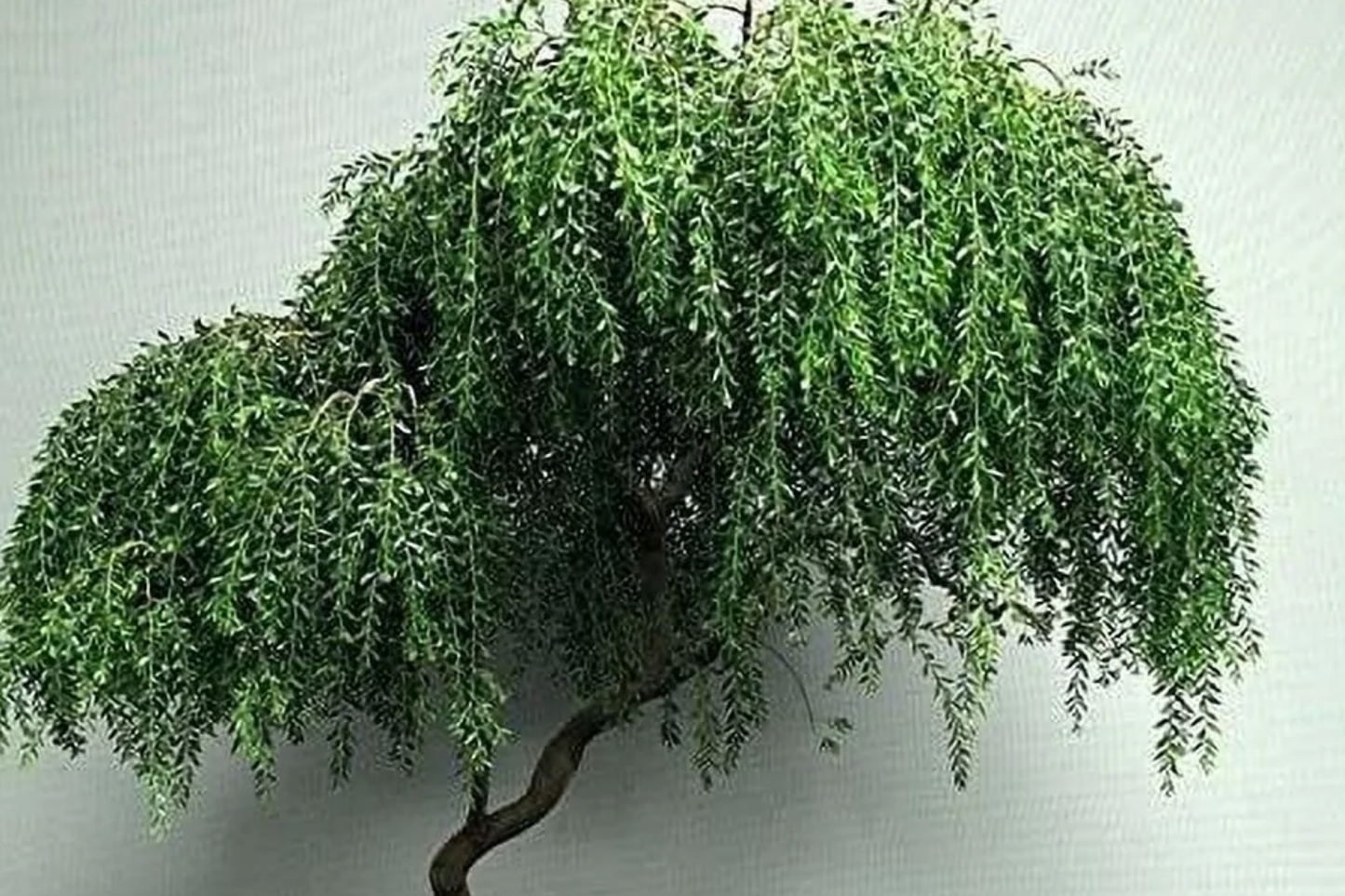 Bonsai Globe Willow Tree | Large Thick Trunk Cutting | Fast Growing, Hardy Zones 3-10 | Bare Root, Unique Round Shape, Ornamental Willow