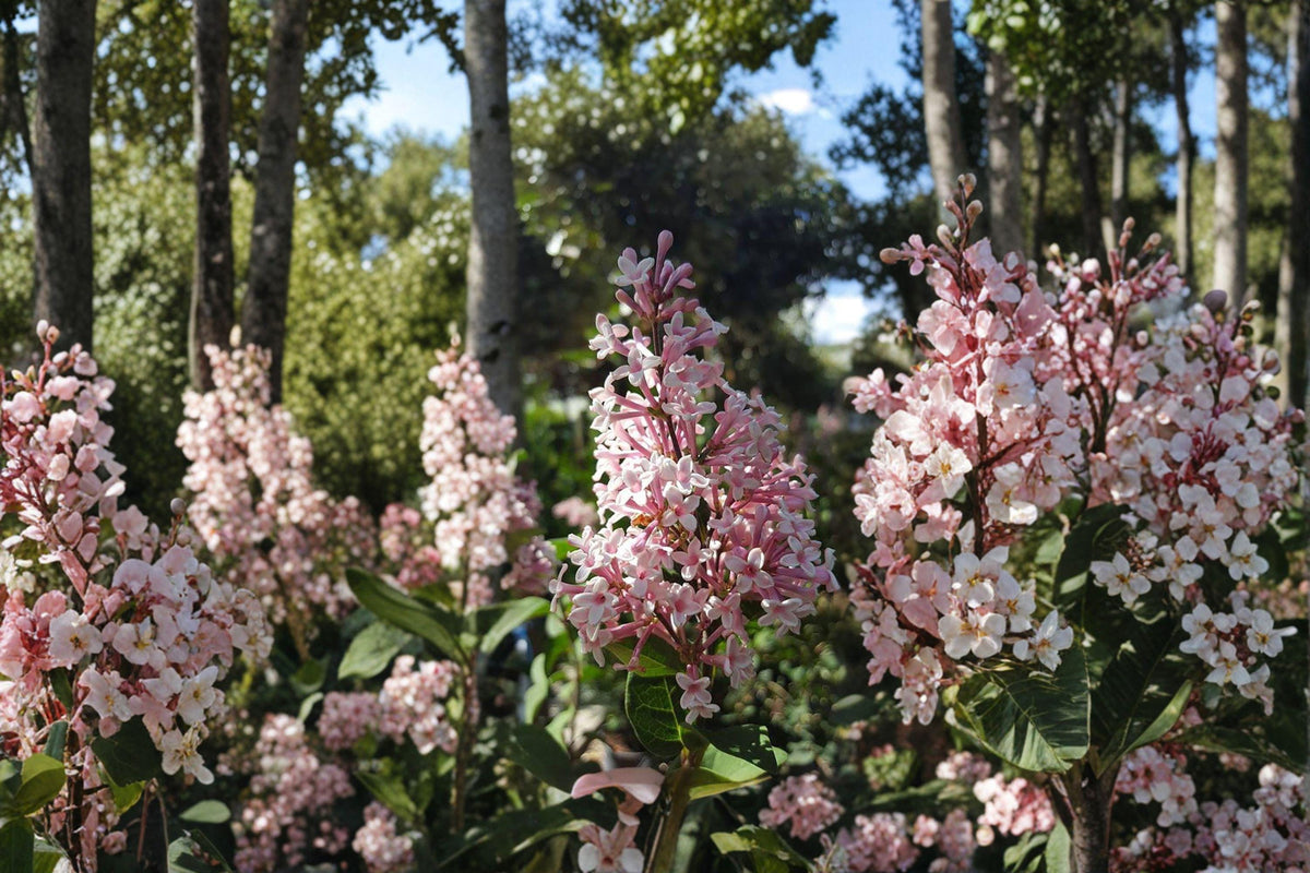 Littleleaf Lilac Seeds - 10 Pack | Fragrant Lavender-Pink Shrub | Syringa microphylla | Hardy Perennial for Gardens