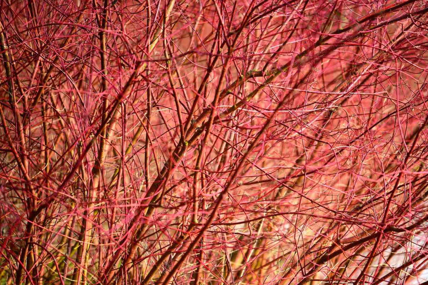 Bright Red Dogwood Cuttings (Cornus sericea) – Easy to Root Live Privacy Shrub for Landscaping & Erosion Control
