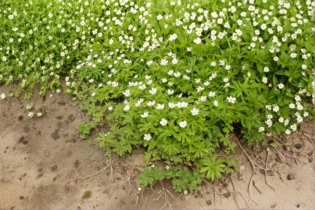 Canada Anemone Seeds - 100 Native Perennial Groundcover Seeds - Anemone canadensis - Pollinator-Friendly Wildflower