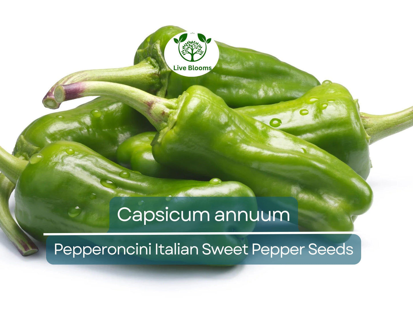 250 mg Pepperoncini Italian Sweet Pepper Seeds - Mild Heirloom Capsicum annuum for Pickling & Culinary Use