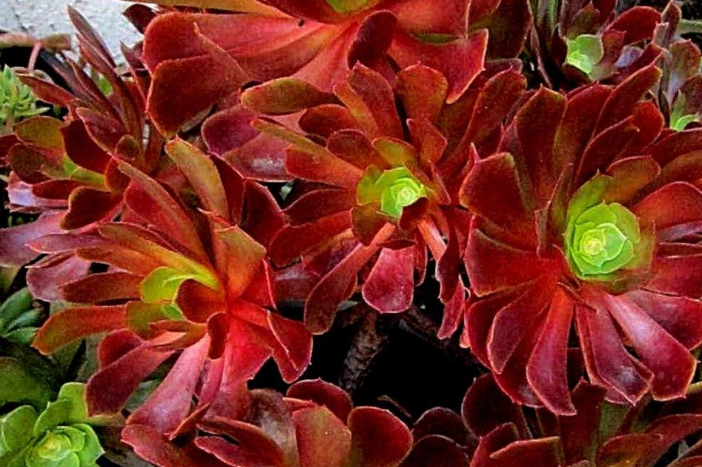 Aeonium Velour Succulent Cutting - 3-Inch Rosette for Propagation, Burgundy Foliage, Drought Tolerant, Full Sun Plant