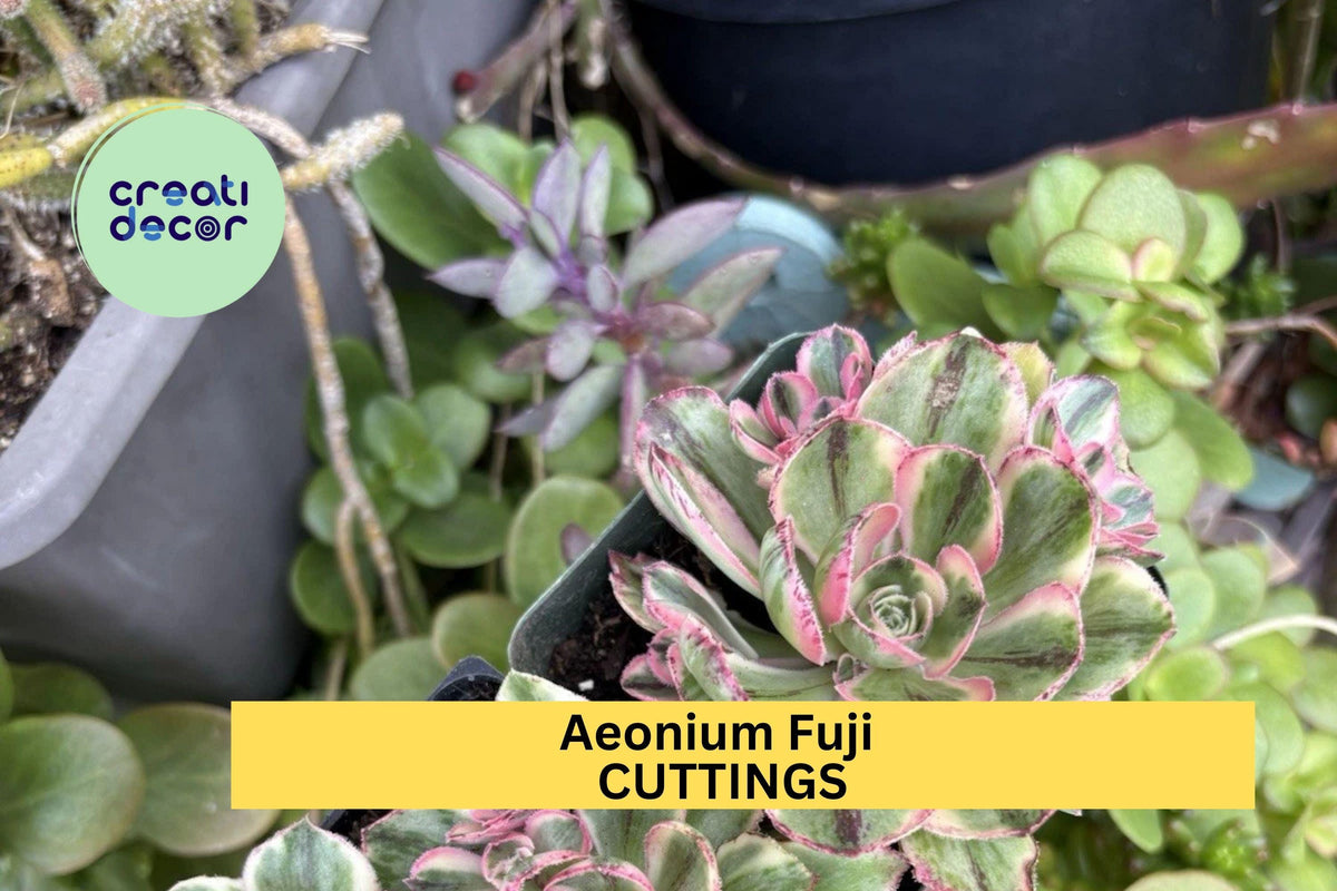 Aeonium 'Fuji' Succulent Cuttings | Rare Rosette Succulent for Rock Gardens & Containers