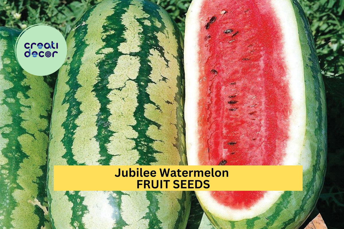 3pcs 1g Jubilee Watermelon Seeds - Sweet Red Flesh Melon, Citrullus lanatus, Heat-Tolerant, Perfect for Summer Gardens
