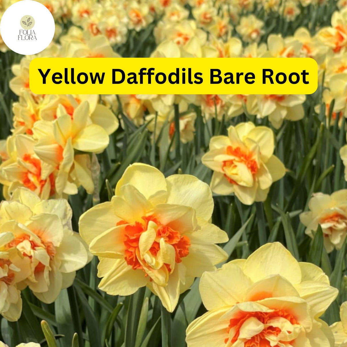 20 Live Bare Root Perennial Plants - Yellow Daffodils (Narcissus) - Bright Spring Flowers for Gardens, Deer-Resistant, Pollinator-Friendly