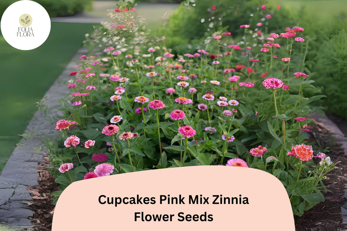 Cupcakes Pink Mix Zinnia Seeds - 100+ Non-GMO Seeds - Zinnia elegans - Ruffled Pink Blooms for Summer Gardens
