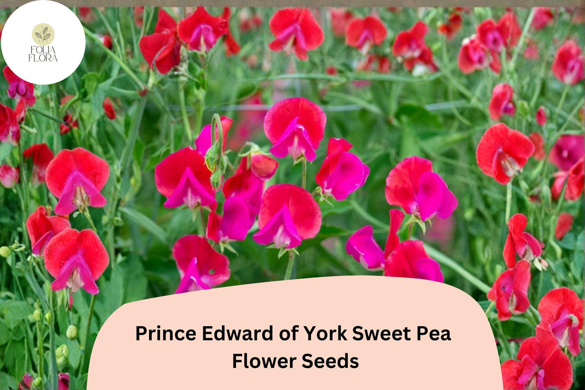 Sweet Pea Seeds - 50+ Prince Edward of York - Fragrant Deep Red Climbing Flowers - Lathyrus odoratus - Easy to Grow Annual