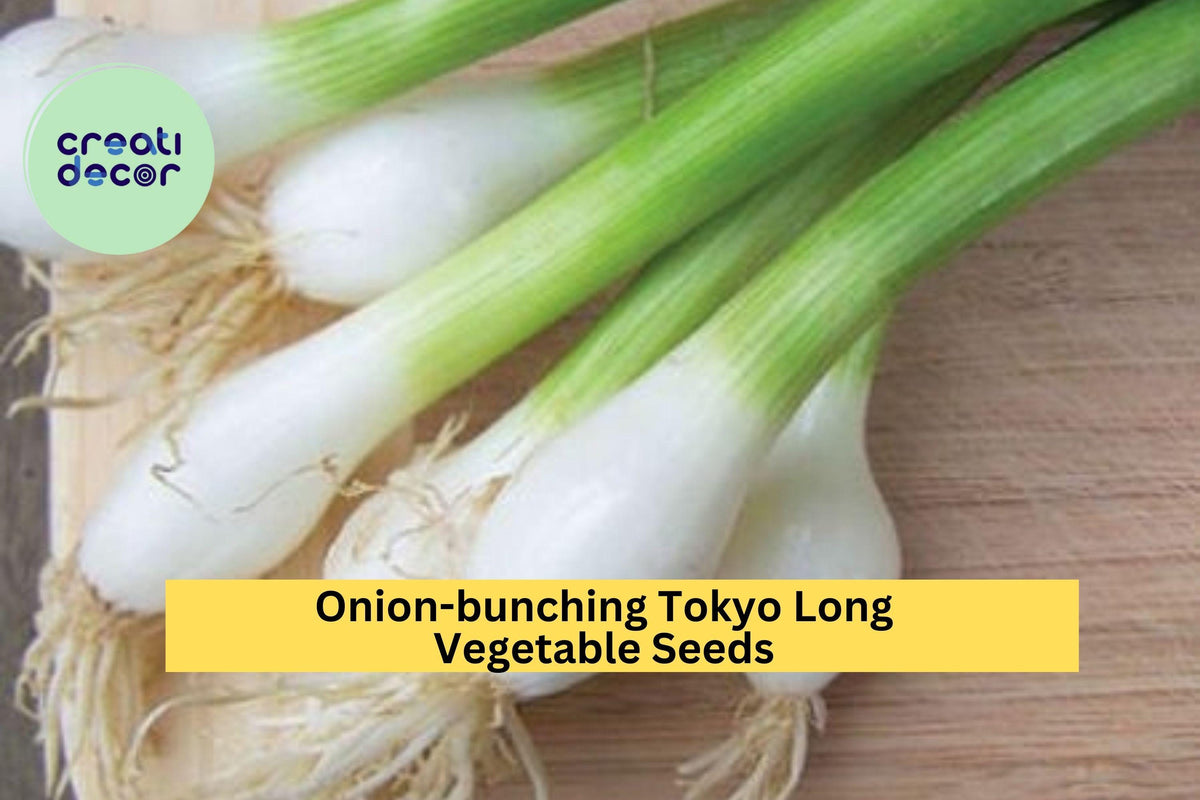 Tokyo Long Bunching Onion Seeds - 3pcs 1g Scallion Seeds, Allium fistulosum, Mild Flavor for Stir-Fries & Container Gardening