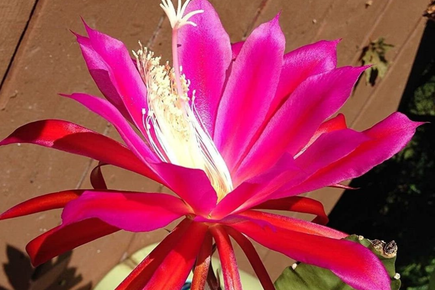 Two Rosy Swirl Orchid Cactus Cuttings, Epiphyllum, Easy to Root, Large Pink Flowers, Spring/Summer Blooming, Unrooted Plant