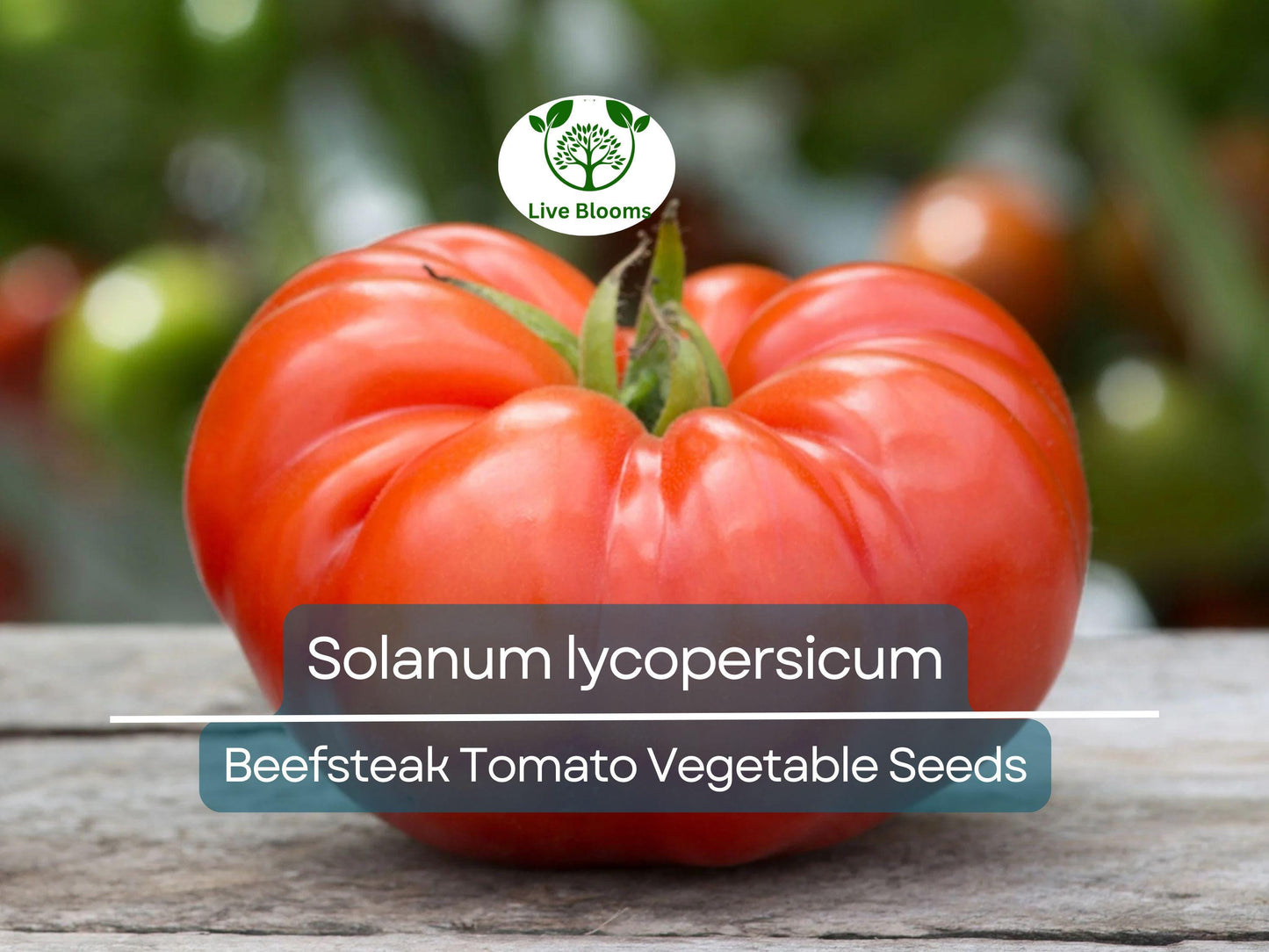 300 mg Beefsteak Tomato Seeds - Heirloom Solanum lycopersicum for Large Juicy Tomatoes