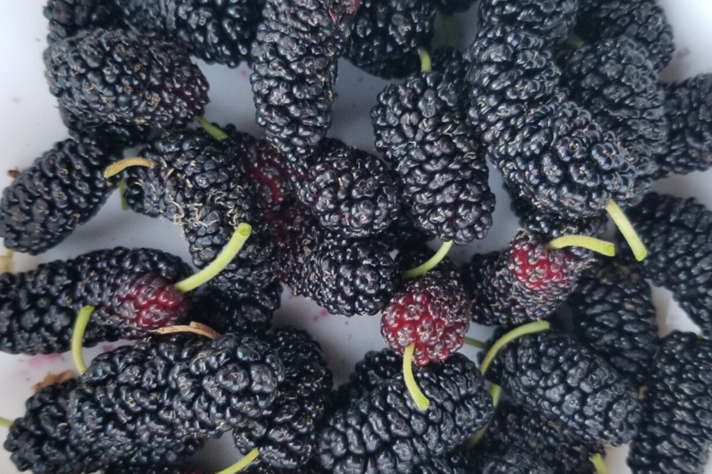 12 Fresh Shangri-La Mulberry Cuttings for Rooting Grafting - Sweet Large Fruit, Fruit Tree Propagation
