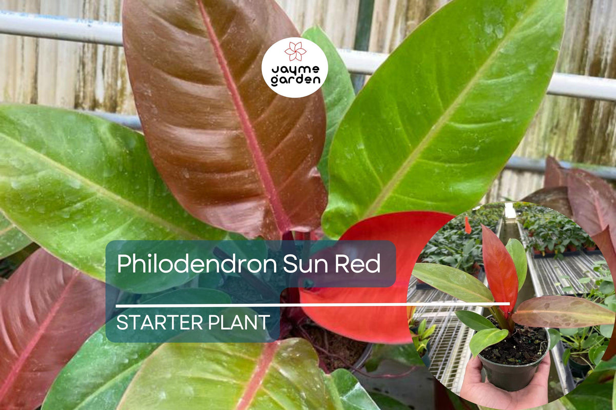 Live Houseplant Starter Plug | Philodendron Sun Red | Tropical Indoor Plant | Air-Purifying | Easy-Care Jungle Decor | Philodendron erubescens