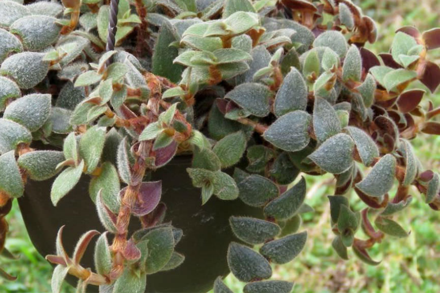 Teddy Bear Plant Cuttings - 4+ Healthy Propagation Starter Kit for Indoor Houseplants, Easy Rooting Succulent Cuttings