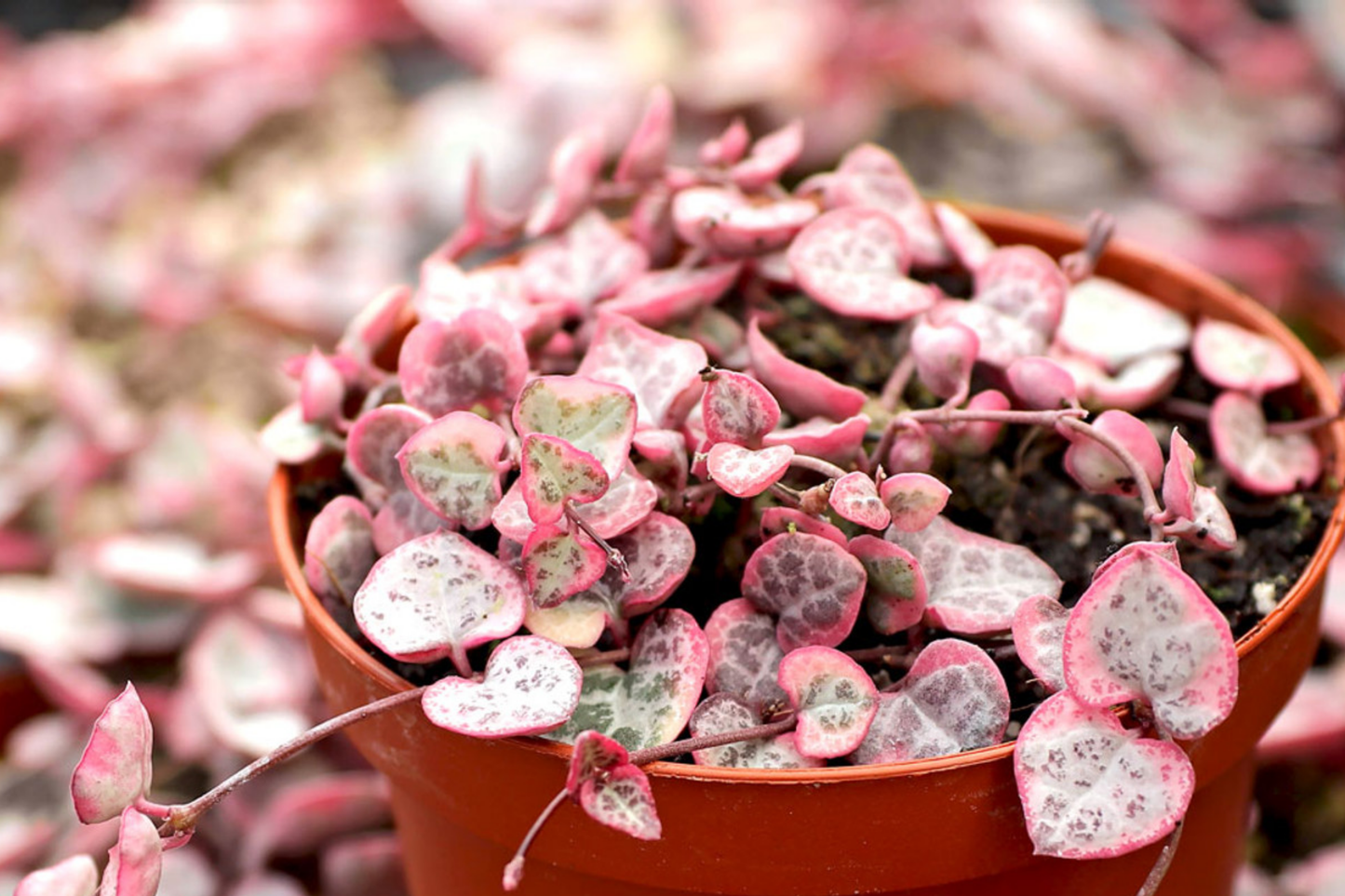 Variegated String of Hearts Cutting in Prop Cup, Ceropegia woodii, Indoor Hanging Plant, Easy Care, Trailing Succulent