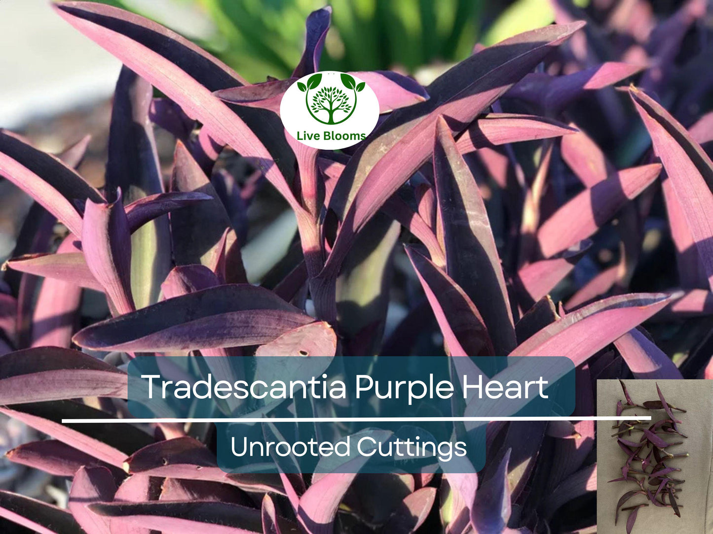 20 Unrooted Tradescantia Purple Heart Cuttings 3-5" – Vibrant Purple Indoor & Outdoor Plant