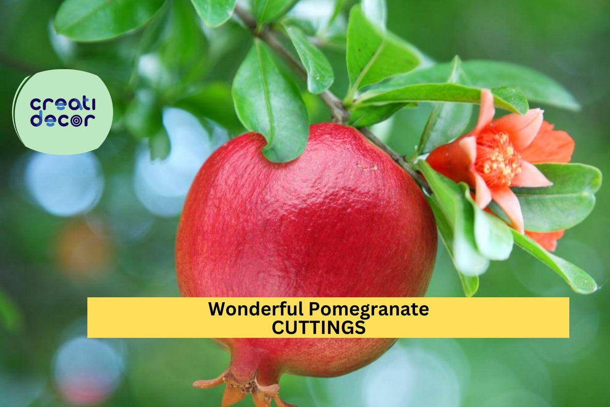 4 Wonderful Pomegranate Cuttings – Punica granatum Stems for Rooting in USDA Zones 7-11