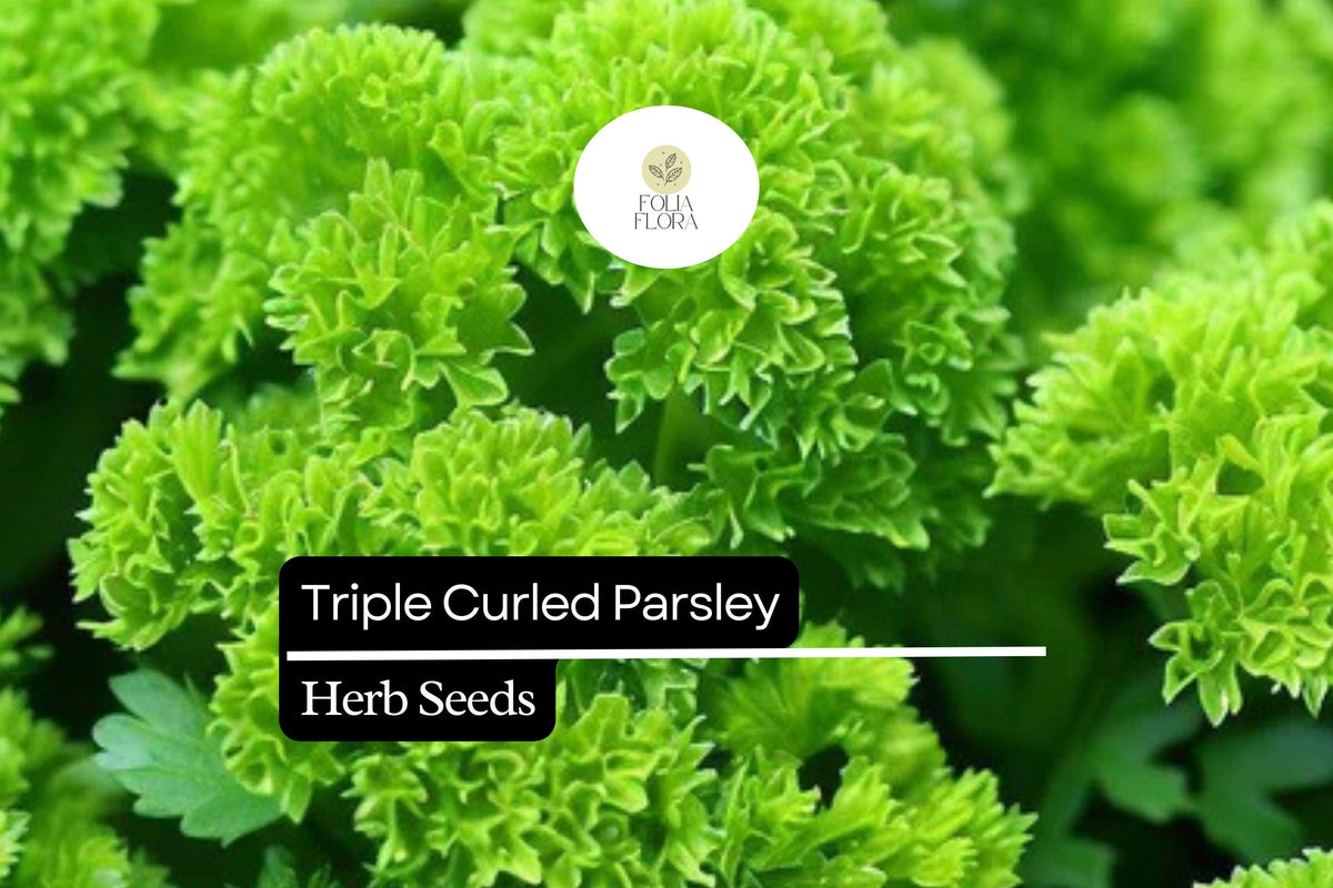 500 Seeds Triple Curled Parsley - Flavorful Culinary & Ornamental Herb