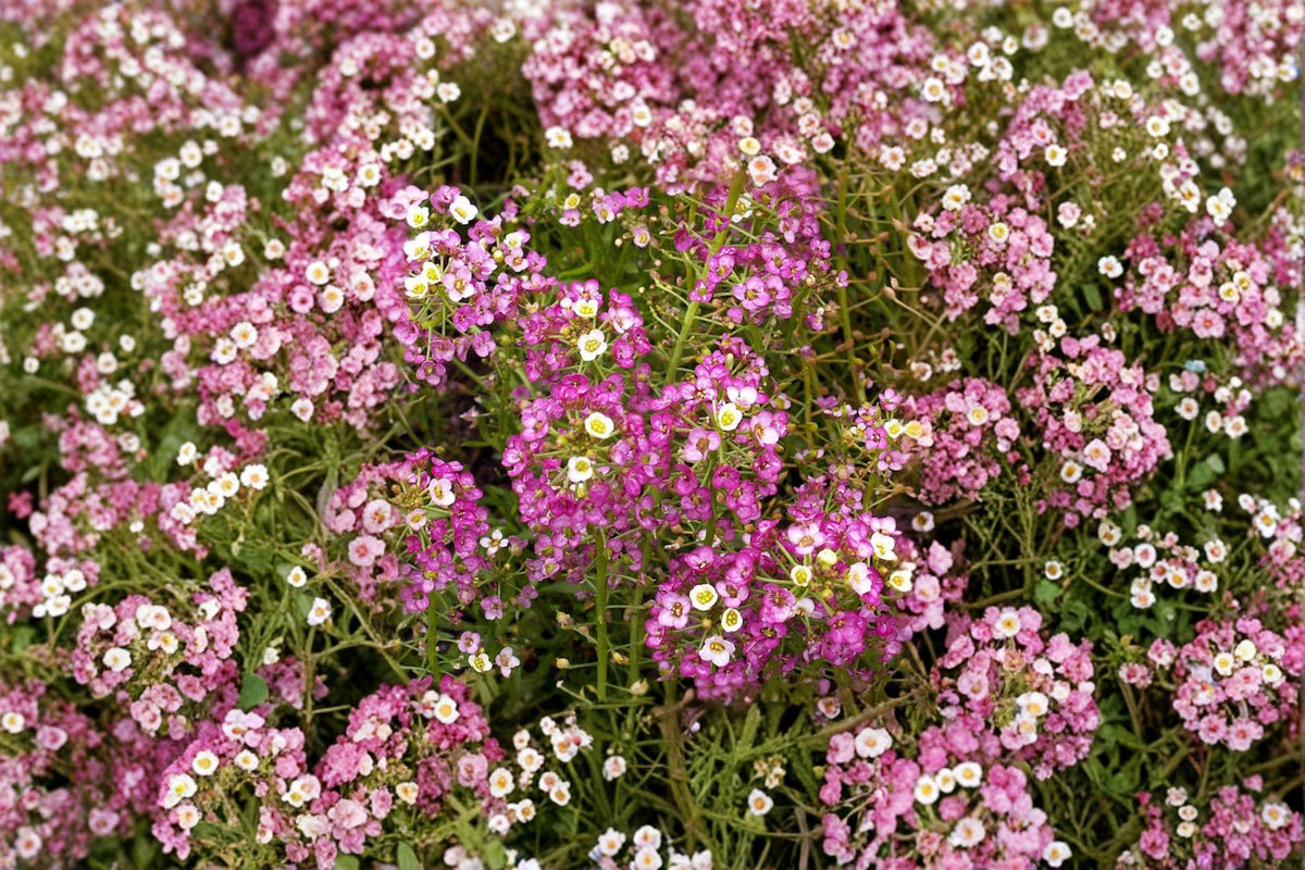 Dwarf Pink Sweet Alyssum Seeds | 100 Seeds | Fragrant Ground Cover Flower | Lobularia maritima | Pollinator Friendly