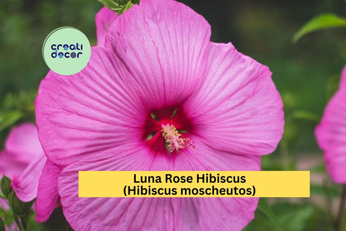 Luna Rose Hibiscus - Hardy Perennial with Large Rose-Pink Blooms, Live Rooted Starter Plant