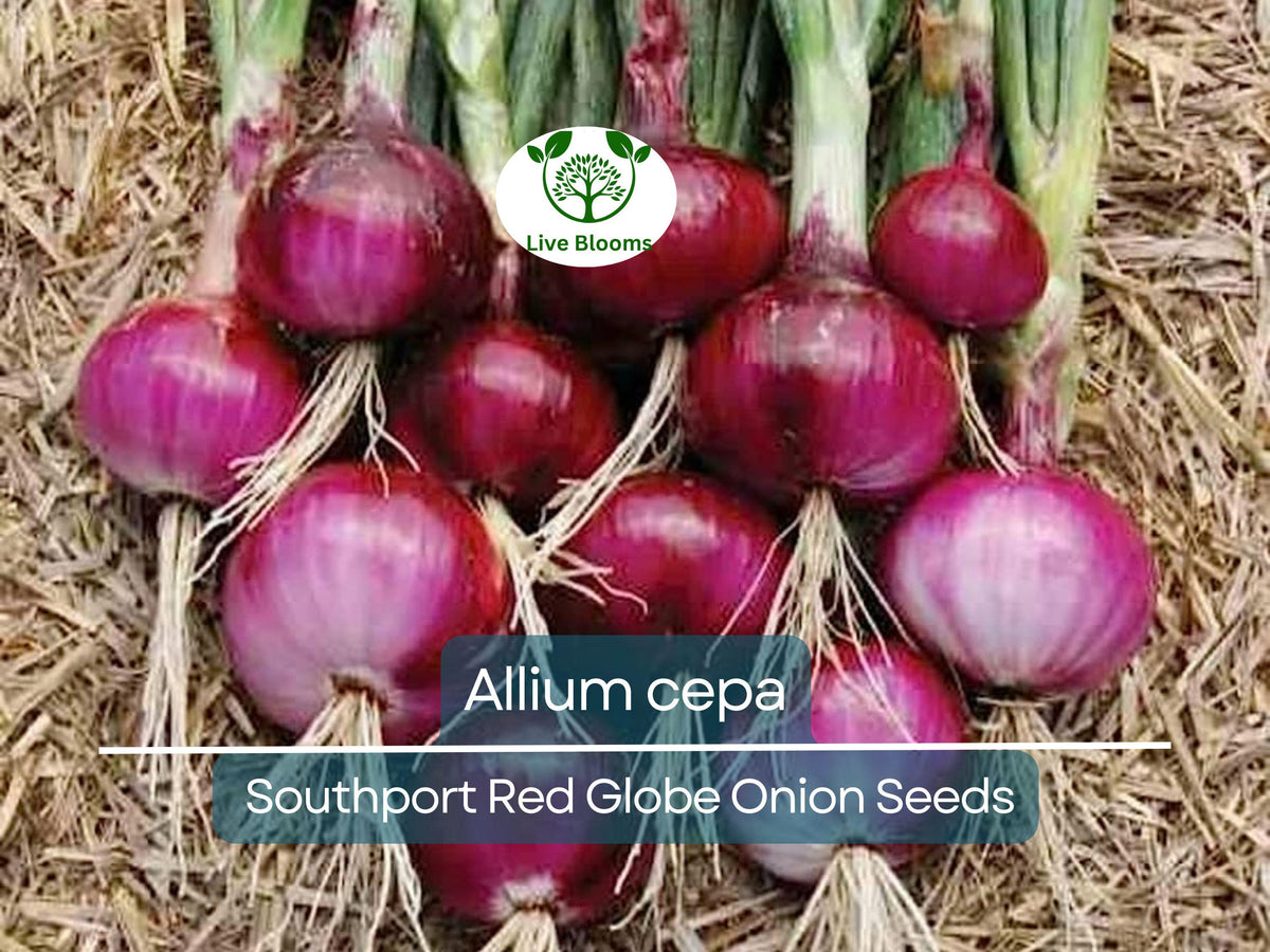 250 mg Southport Red Globe Onion Seeds - Heirloom Allium cepa for Planting & Culinary Use