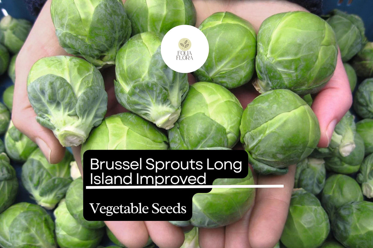 500+ Long Island Brussels Sprouts Seeds – Heirloom, Cold-Hardy, High-Yield Garden Variety