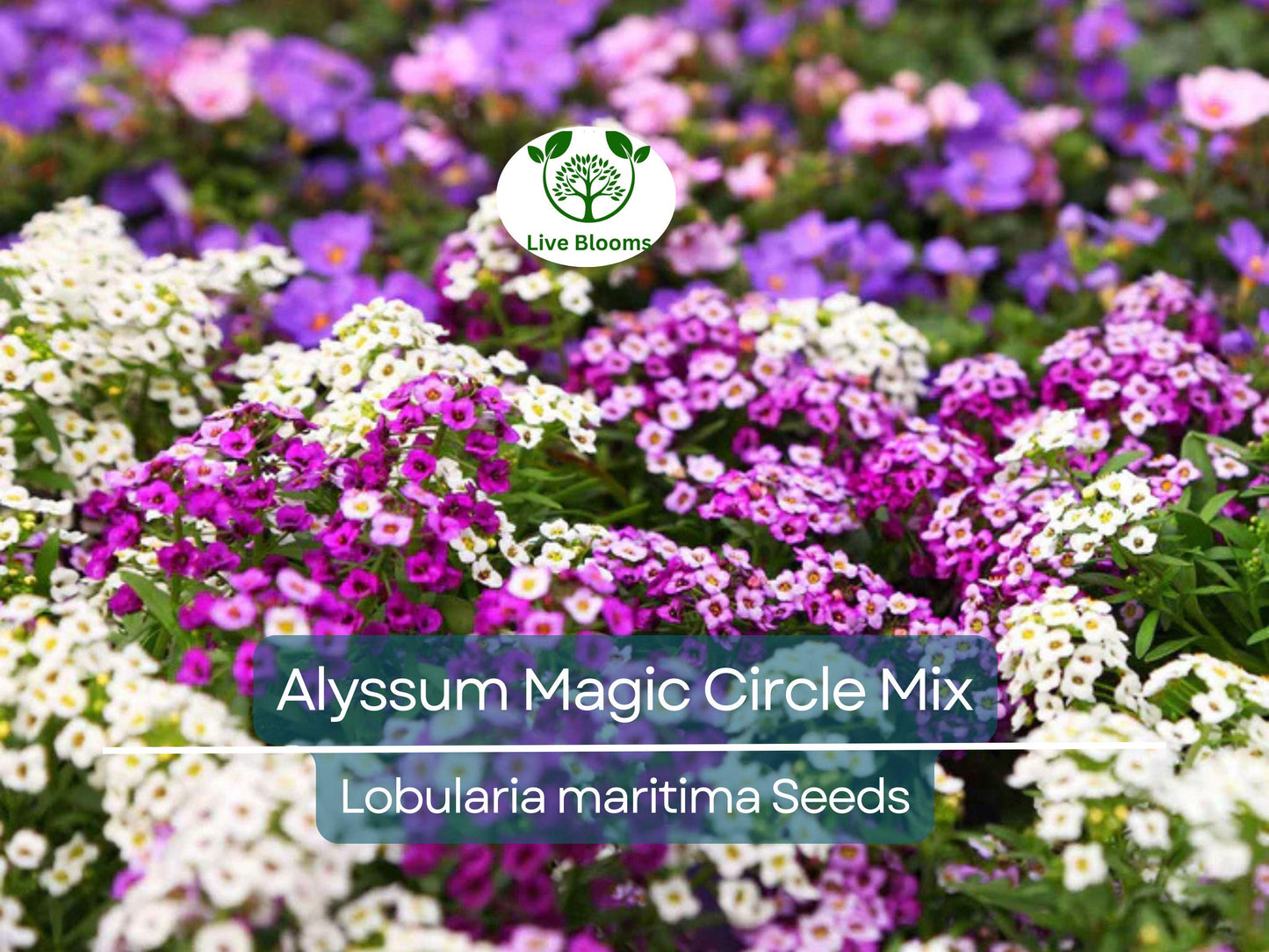 1000 Seeds Alyssum Magic Circle Mix - Trailing Groundcover with Pink, Purple & White Sweet-Smelling Flowers