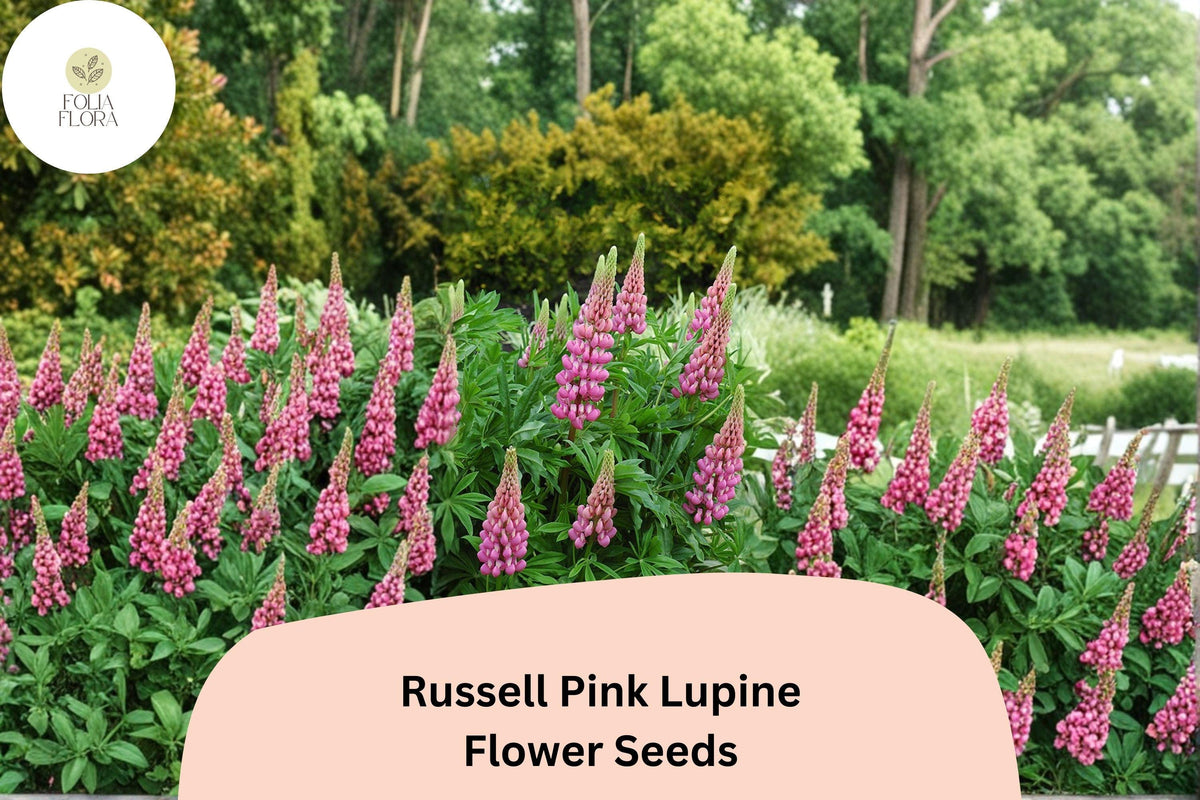 25+ Russell Pink Lupine Seeds | Lupinus polyphyllus | Pink Spiked Blooms for Cottage Gardens
