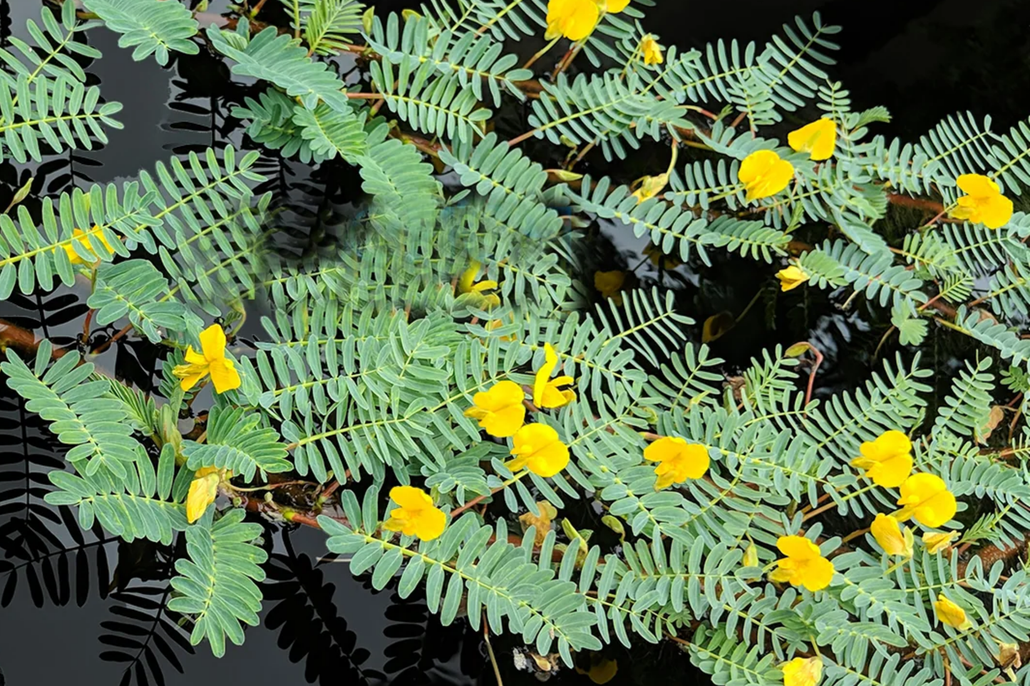 Botswana Wonder Sensitive Plant - Floating Aquatic Plant with Yellow Flowers, Aeschynomene Fluitans, Tropical Pond Edge Plant