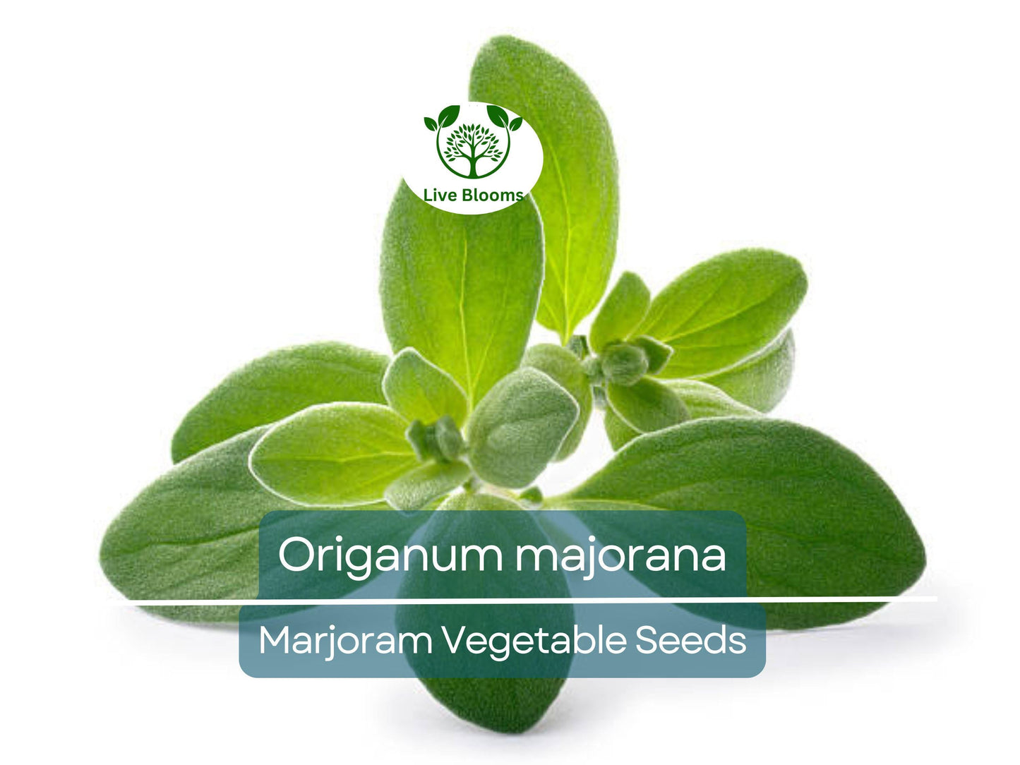 400 Non-GMO Marjoram Seeds (Origanum majorana) – Aromatic Herb for Culinary & Garden Use
