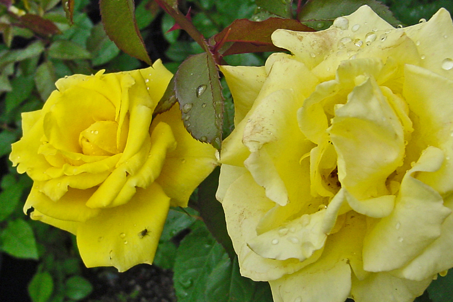 Texas Yellow Rose Cuttings – 3 Fresh 5-6" Unrooted Rose Stem Cuttings with Rooting Powder, Disease-Resistant, Heat & Cold Tolerant, USA Grown