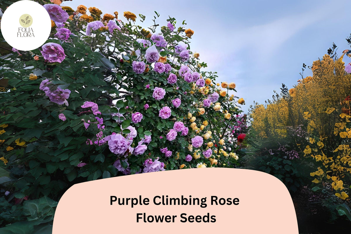 20pcs Purple Climbing Rose Seeds - Rare Vining Roses, Deep Purple Blooms, Rosa spp., Ideal for Trellises & Gardens