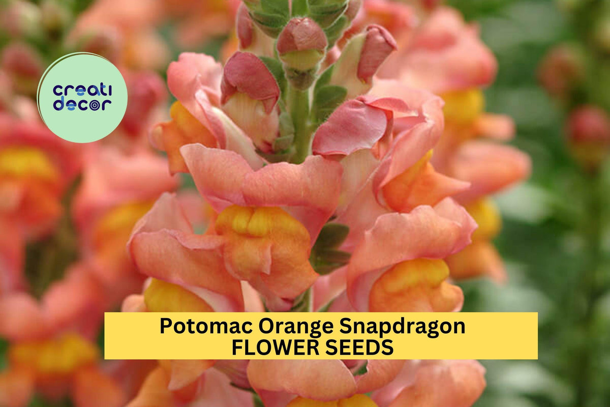1000+ Potomac Orange Snapdragon Seeds – Tall Orange Blooms for Garden Borders & Cut Flowers