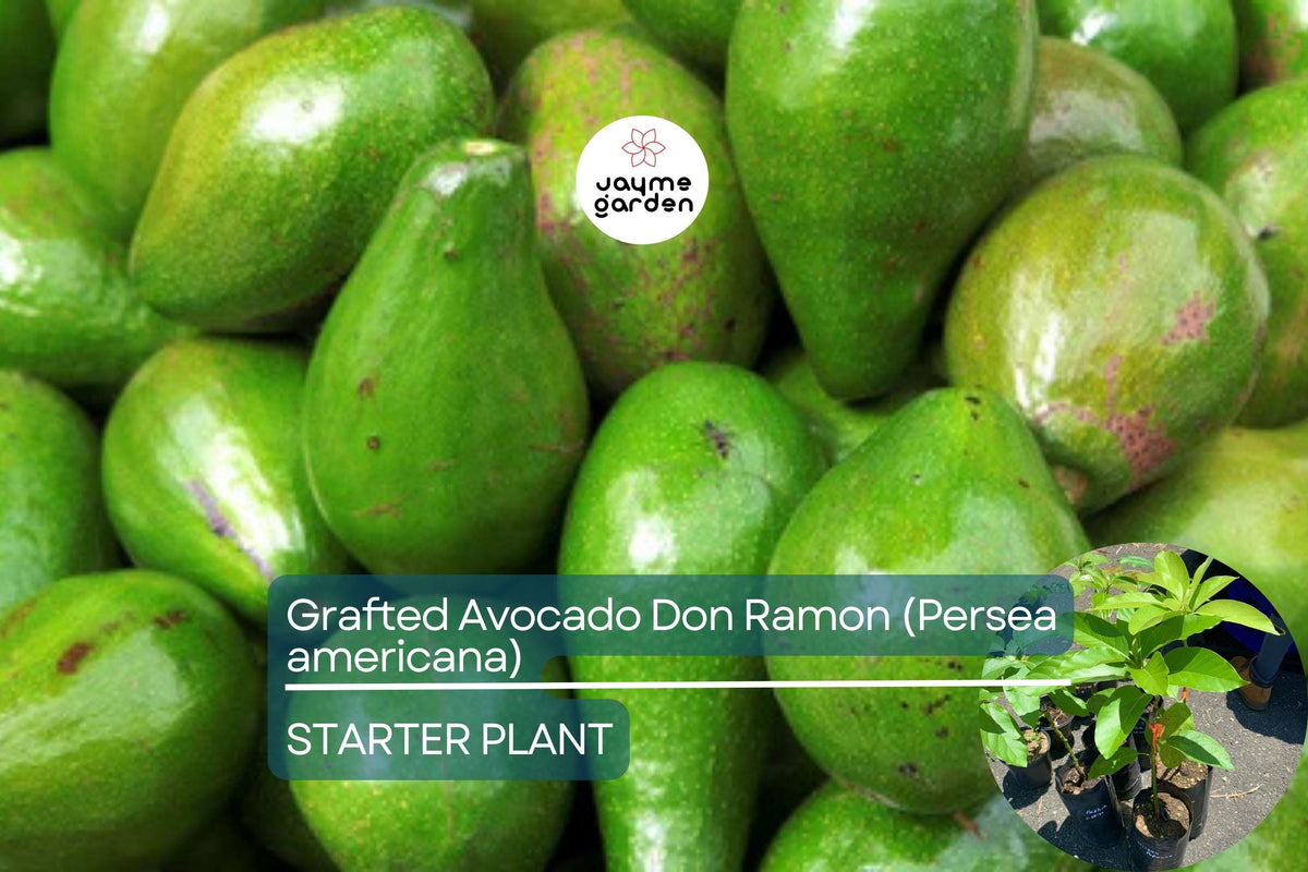 Grafted Don Ramon Avocado Tree 12-24" | Fast Fruiting Persea americana | Creamy & Delicious Avocados for Home Gardens
