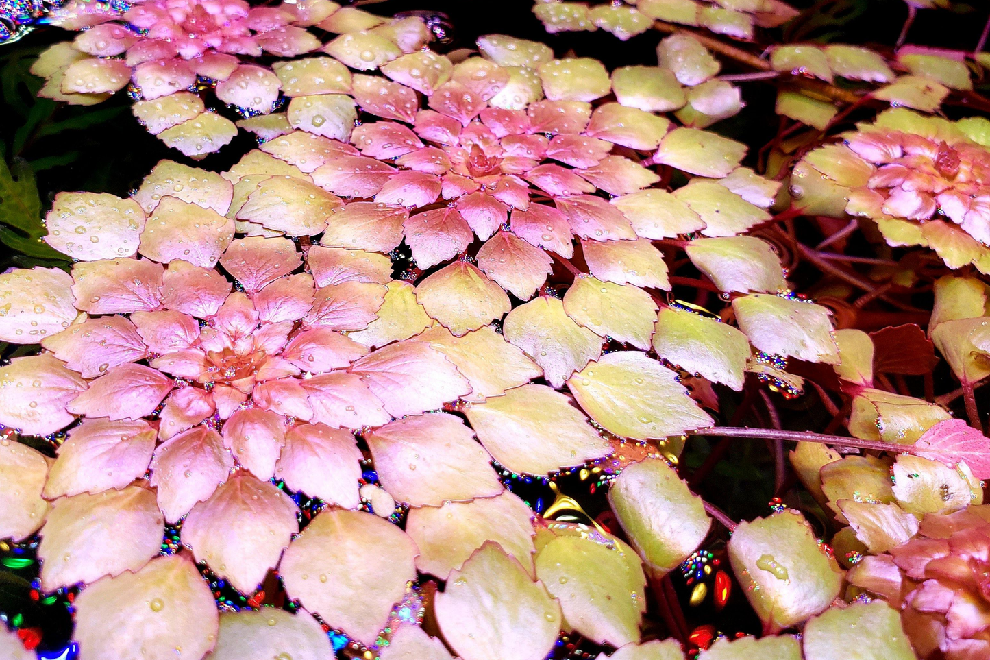 Water Mosaic Plant Cuttings – Ludwigia sedioides, Tropical Floating Pond Plant with Red & Green Rosettes, 3 Starter Cuttings