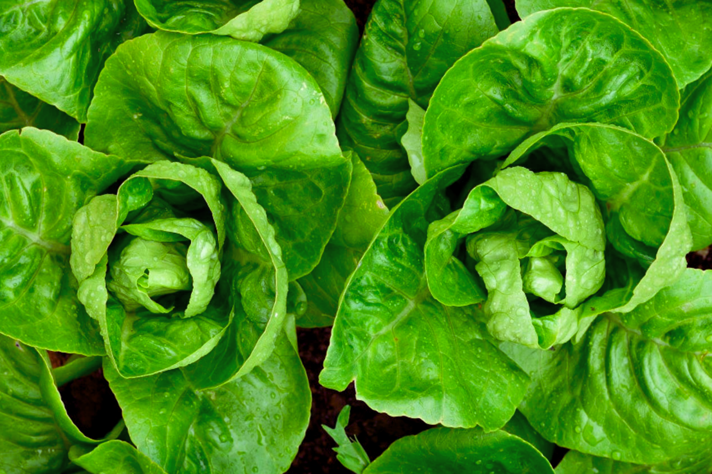Little Gem Butterhead Lettuce Seeds - Non-GMO Lactuca sativa for Home Garden, Salad Greens, Compact Growth, USA Grown