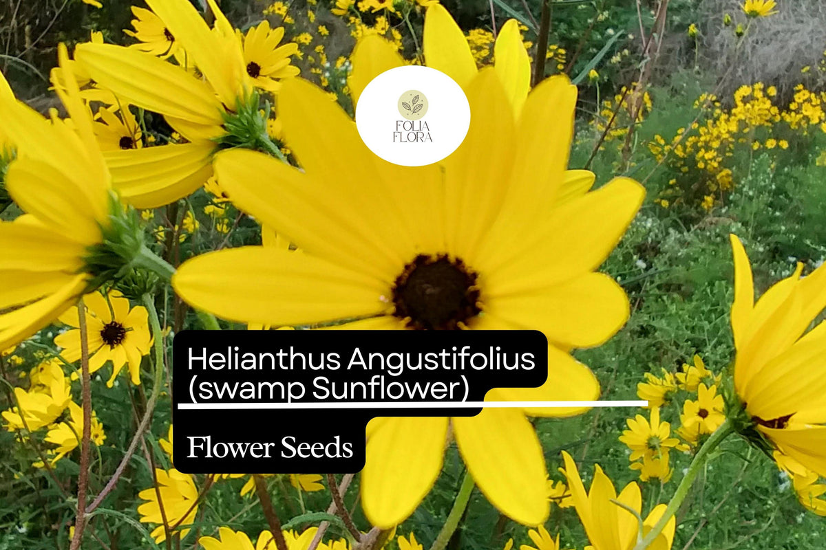 100 Seeds Swamp Sunflower | Helianthus angustifolius | Bright Yellow Native Wildflower, Pollinator Magnet, Easy to Grow