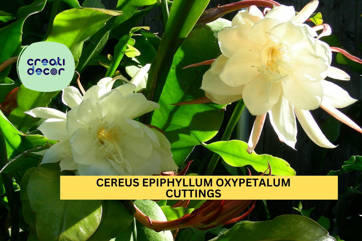 2 Night Blooming Cereus Cuttings | Epiphyllum Oxypetalum | Rare Fragrant Orchid Cactus 8-10"