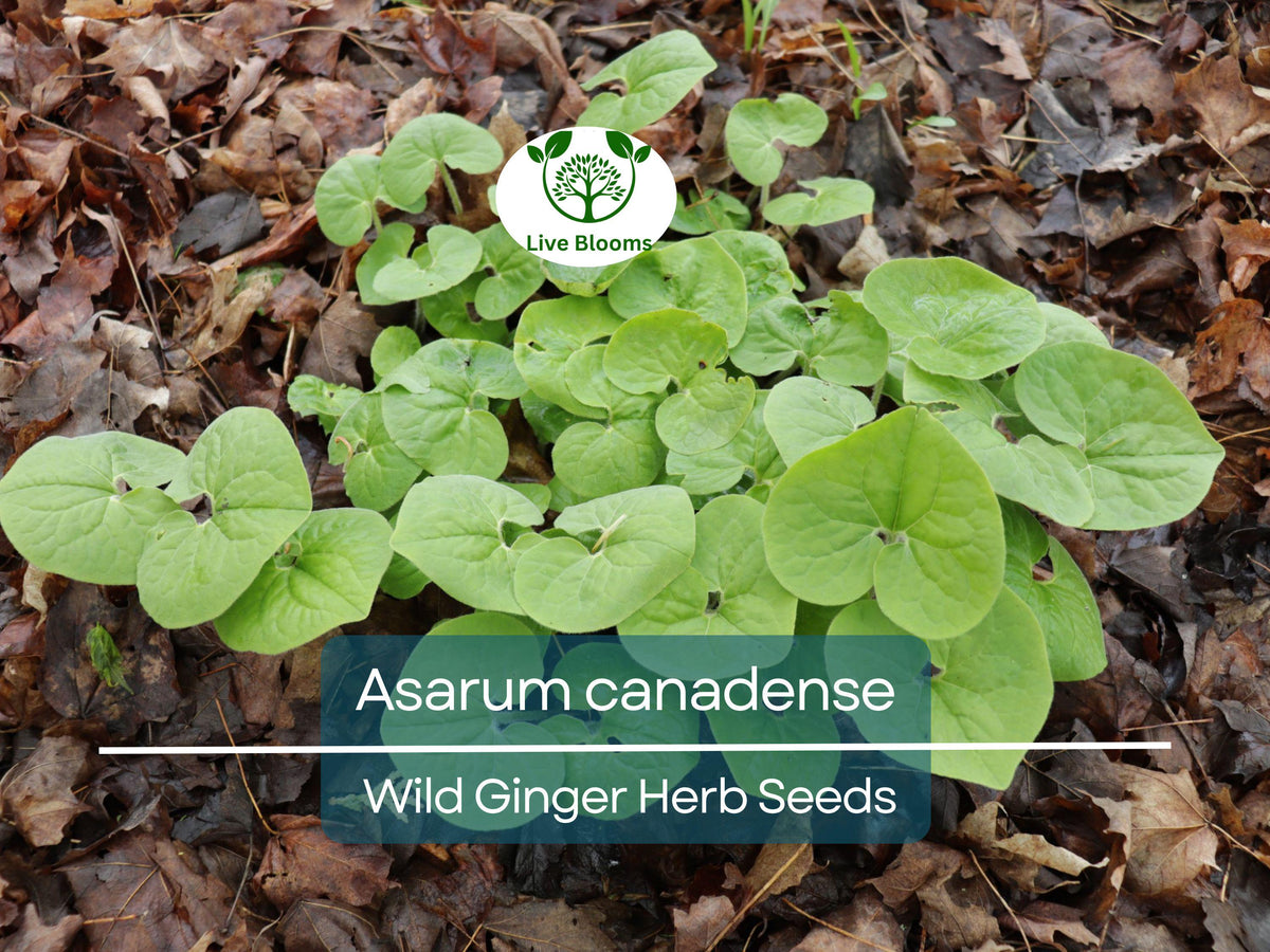 Wild Ginger Seeds 100 mg | Native Ground Cover Herb | Asarum canadense | Ideal for Shady Gardens and Landscaping