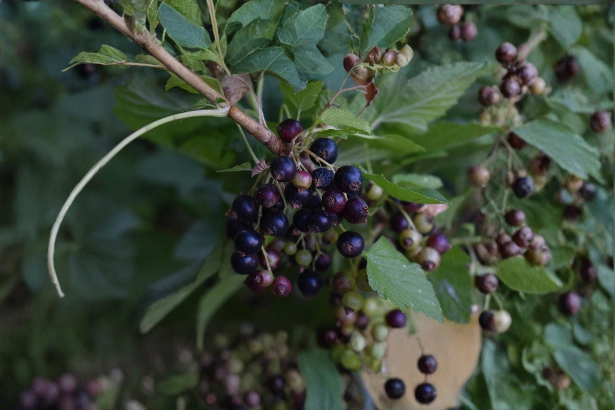 Consort Black Currant Cuttings 4-6" Unrooted Ribes nigrum Dormant 10 Pack - Deciduous Fruiting Shrub for Home Gardens