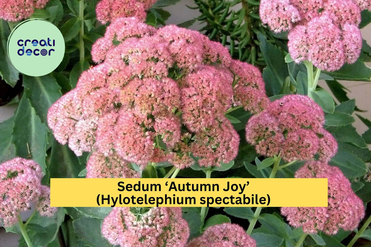 Sedum 'Autumn Joy' Bare Root Perennial Plant - Pink Flowers, Hylotelephium spectabile, Drought-Tolerant, Attracts Pollinators