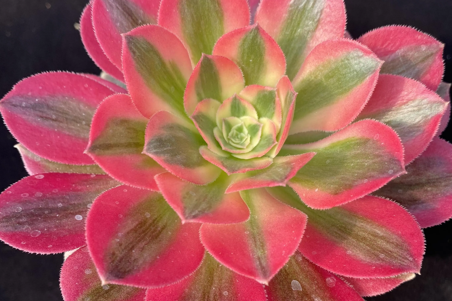 Aeonium 'Perfume Concubine' Cutting | 2.5-Inch Rosette | Unique Collector Succulent | Easy to Grow | Hybrid Aeonium