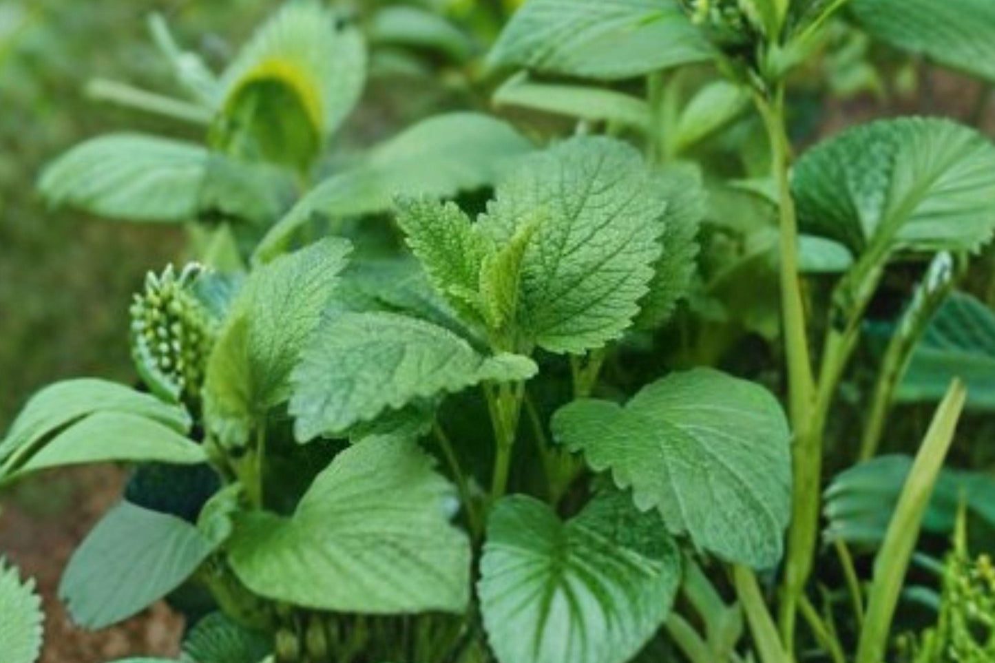 Lemon Balm Seeds – Melissa officinalis – Perennial Herb for Tea & Culinary – Bee Friendly Garden Plant – 100 Seeds