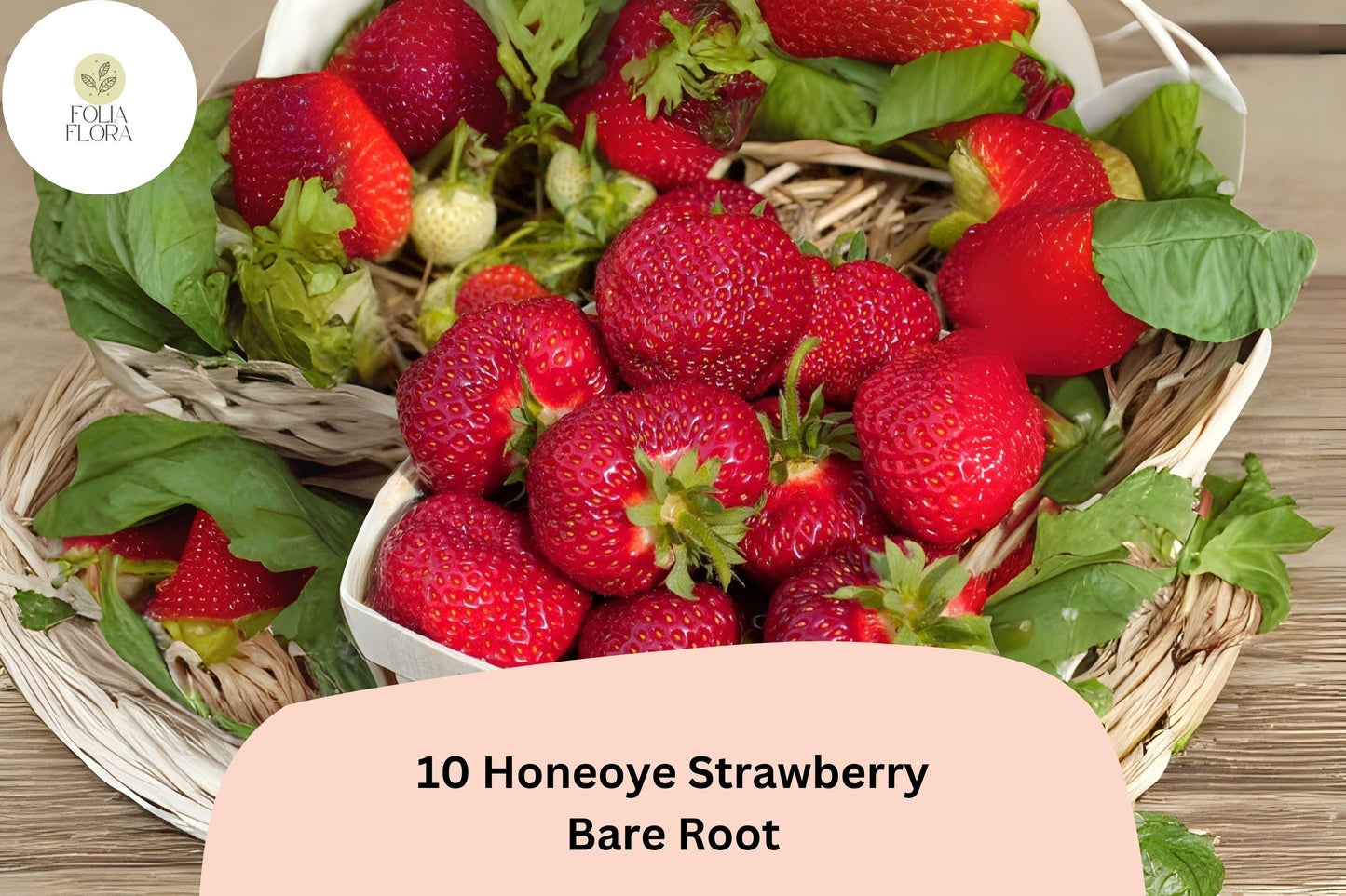 10 Honeoye Strawberry Plants | Live Bare Root June-Bearing Fragaria × ananassa