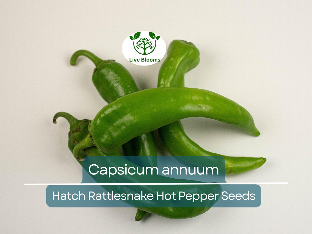 Hatch Rattlesnake Hot Pepper Seeds 250 mg - Capsicum annuum | Heirloom Chili for Spicy Cooking, Gardening, and High Yields